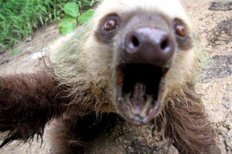 Yalnızca İnsanlar mı Selfie Çekinir Diyenler İçin Hayvanlardan 10 Selfie Çılgınlığı
