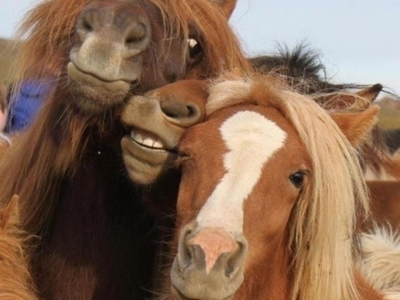 Atlardan kanka selfiesi