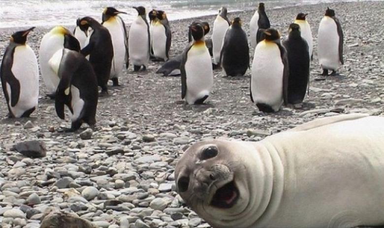 Penguen ve fok balığı selfiesi