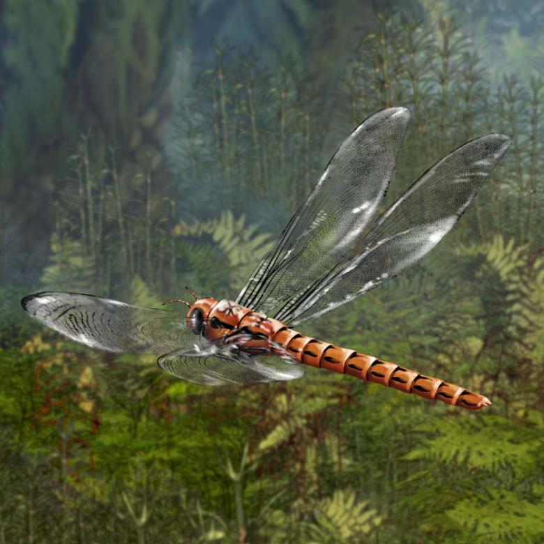 Uçabilen En Büyük Böcek Türü - Meganeuropsis